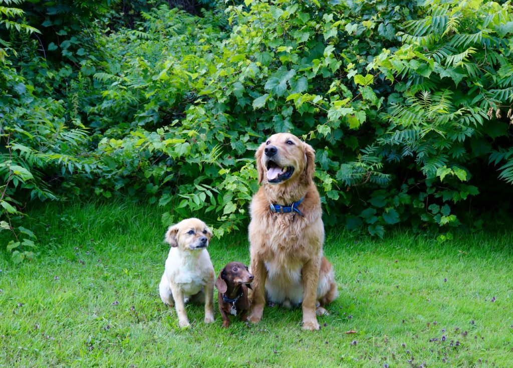 Allen and his cousins. Sweet Potato Tahini Protein Bars. Gluten-free, grain-free and vegan.