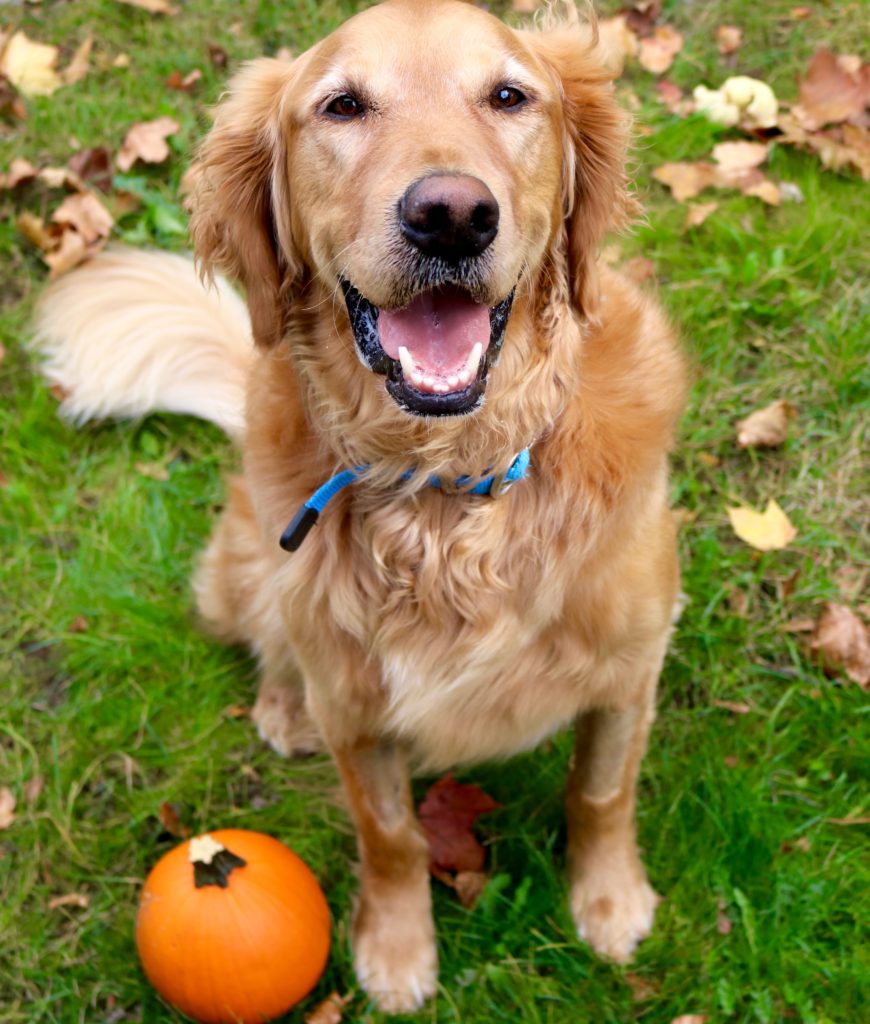 This secret ingredient chilli recipe is the best vegan chilli you will ever make. It is healthy, hearty and tastes absolutely delicious. It is super easy and also gluten-free.