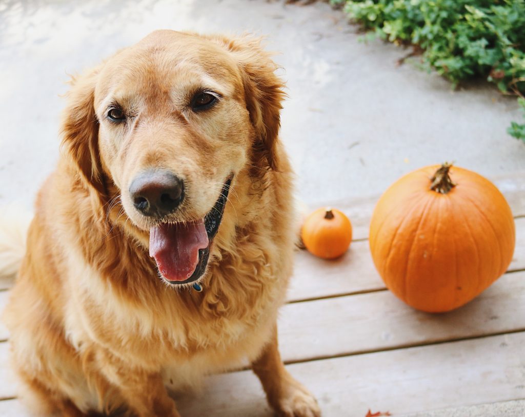 Today Allen is sharing what a day in the life of a dog is like. It's a great reminder to enjoy and be grateful for the simple things in life.