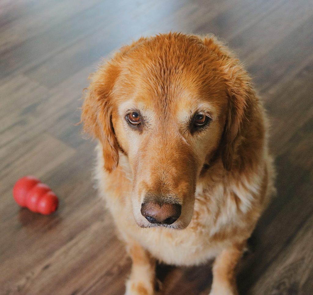 Today Allen is sharing what a day in the life of a dog is like. It's a great reminder to enjoy and be grateful for the simple things in life.