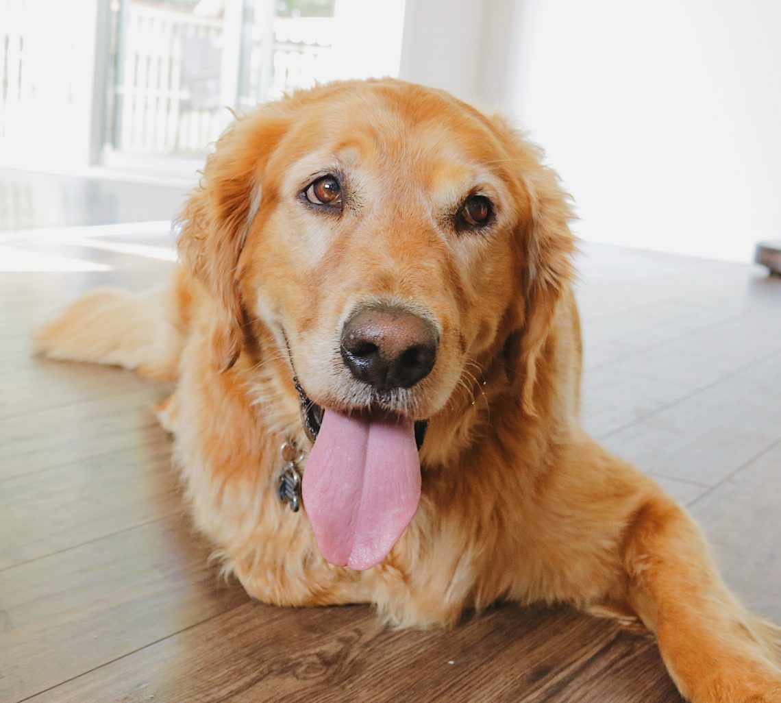 Today Allen is sharing what a day in the life of a dog is like. It's a great reminder to enjoy and be grateful for the simple things in life.