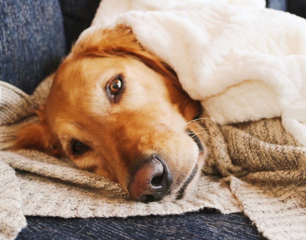 Today Allen is sharing what a day in the life of a dog is like. It's a great reminder to enjoy and be grateful for the simple things in life.