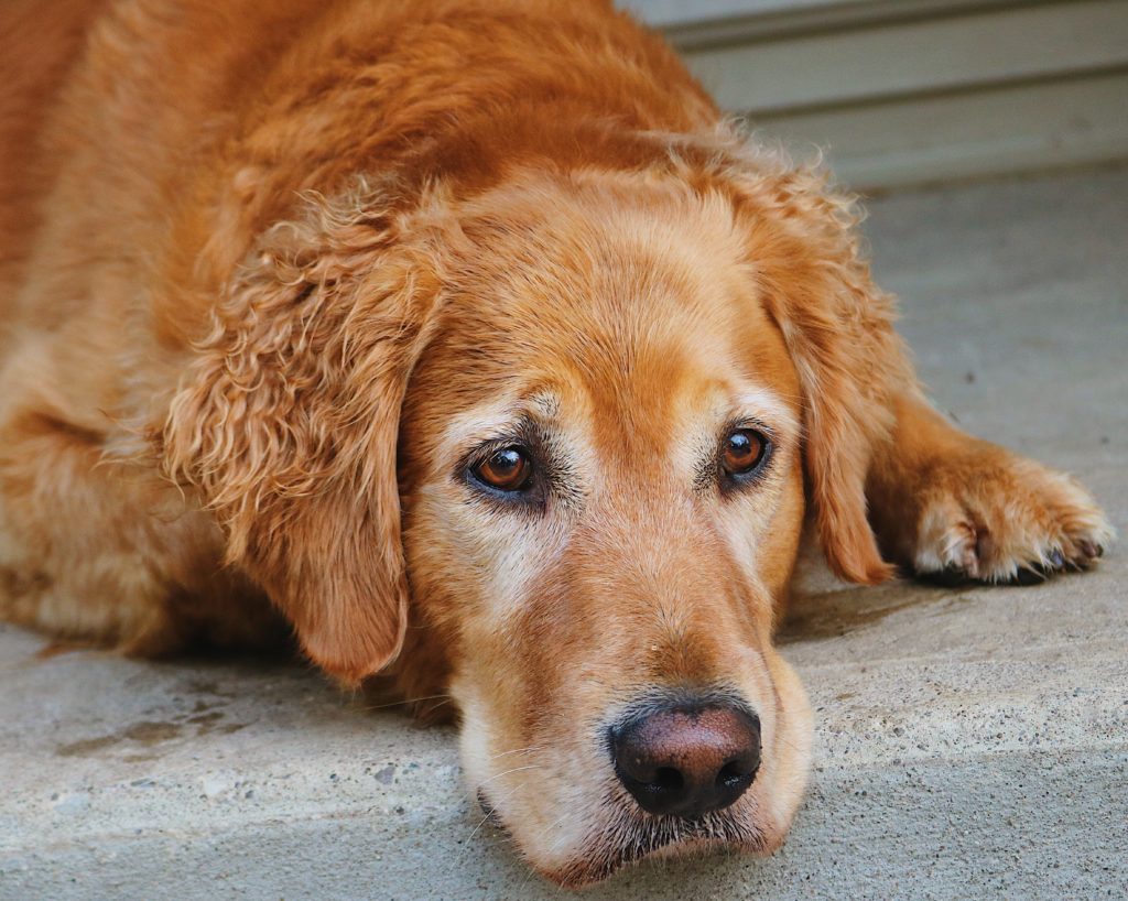 Today Allen is sharing what a day in the life of a dog is like. It's a great reminder to enjoy and be grateful for the simple things in life.