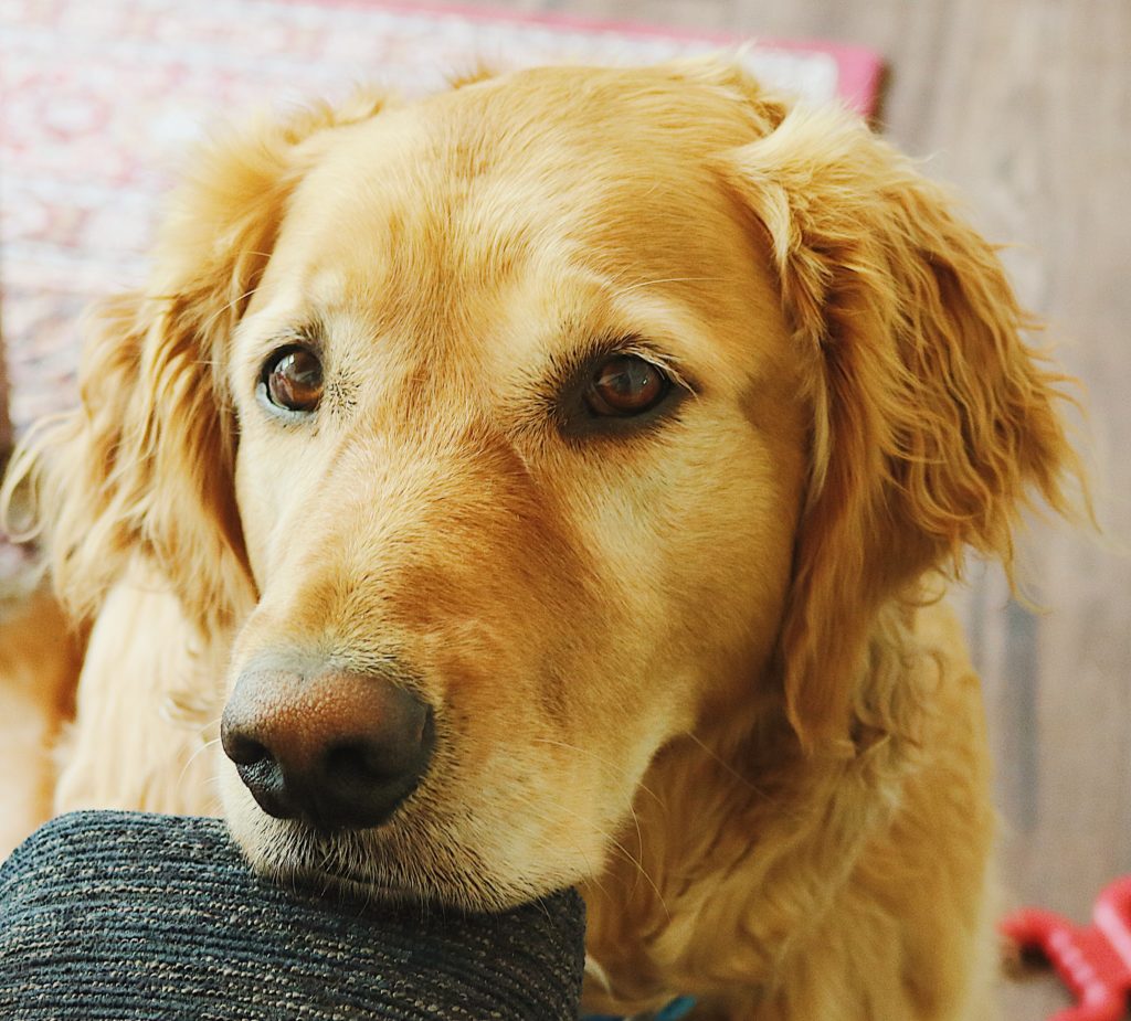 Today Allen is sharing what a day in the life of a dog is like. It's a great reminder to enjoy and be grateful for the simple things in life.