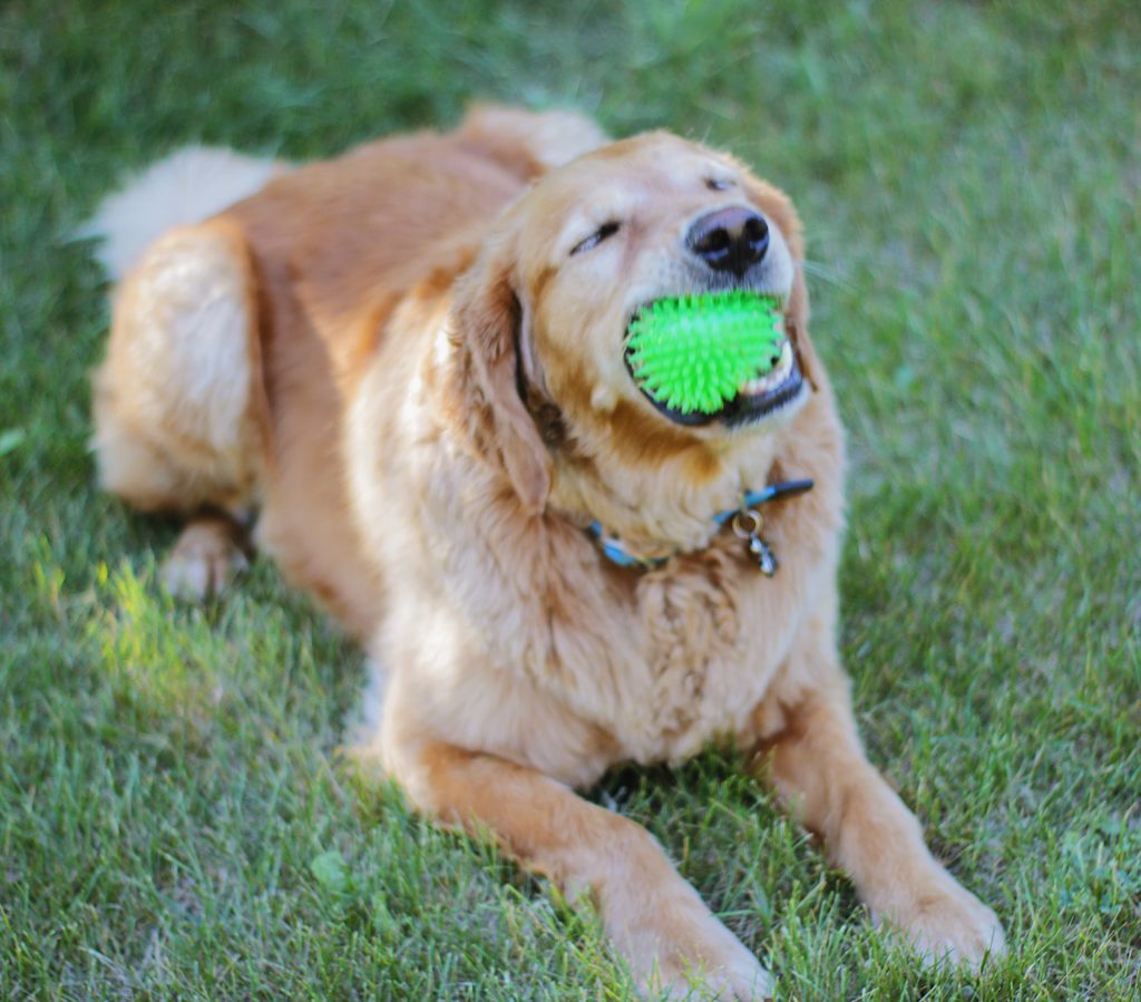 Today Allen is sharing what a day in the life of a dog is like. It's a great reminder to enjoy and be grateful for the simple things in life.
