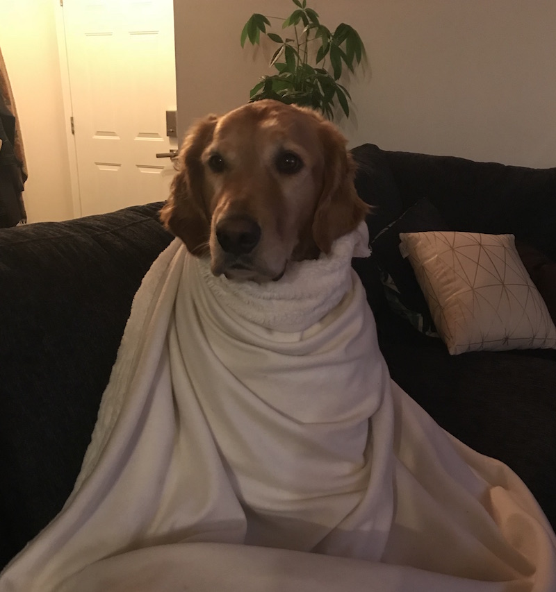 Today Allen is sharing what a day in the life of a dog is like. It's a great reminder to enjoy and be grateful for the simple things in life.