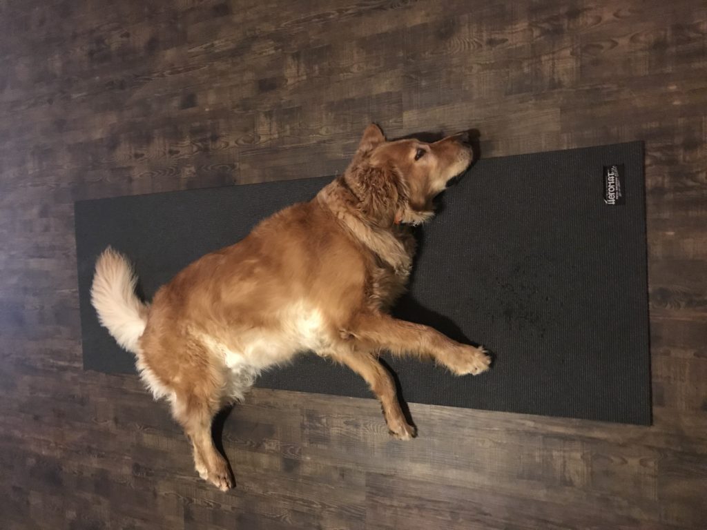 Today Allen is sharing what a day in the life of a dog is like. It's a great reminder to enjoy and be grateful for the simple things in life.